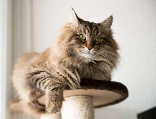 maine cat