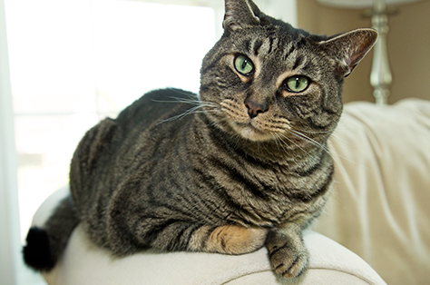 pet cat