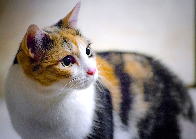 calico cat