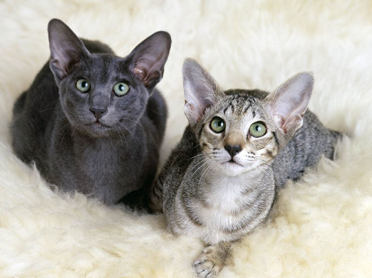 oriental shorthair price