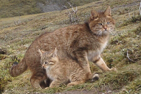 chinese cat