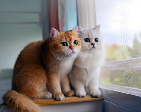 cat lover