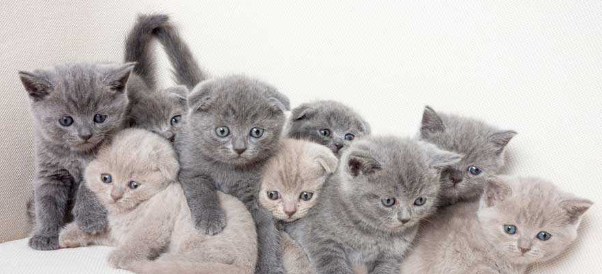 kucing british shorthair