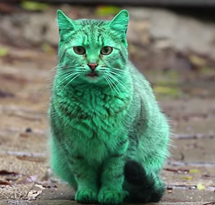 green cat