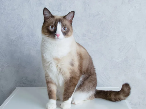 snowshoe cat
