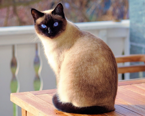 siamese