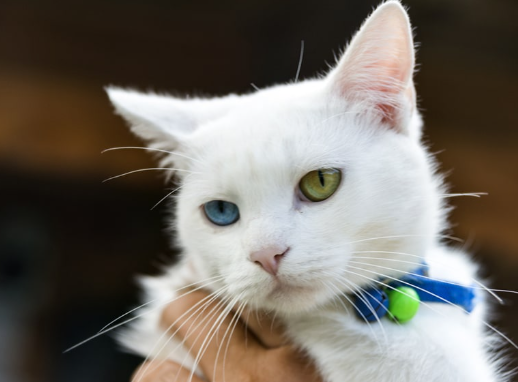 van cat