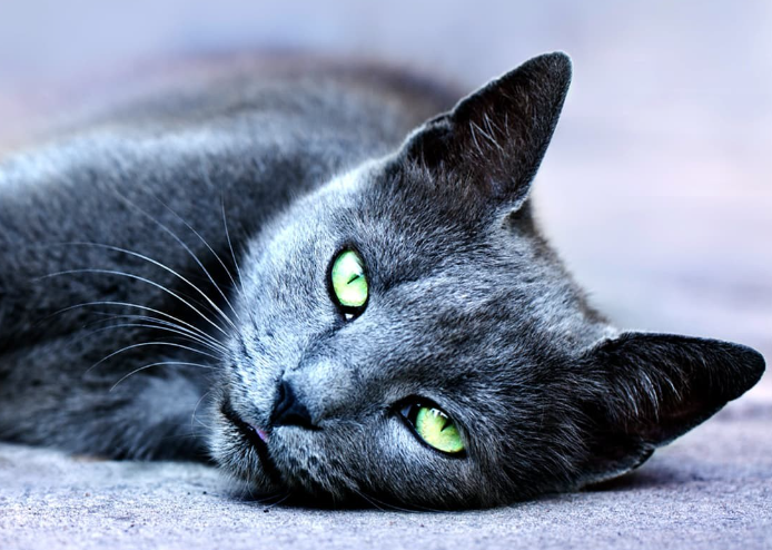 burmese cat