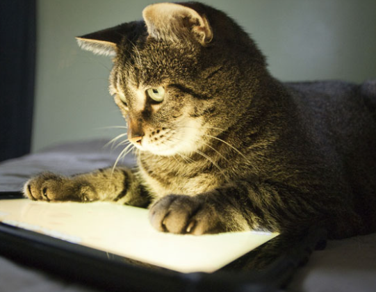 cat app