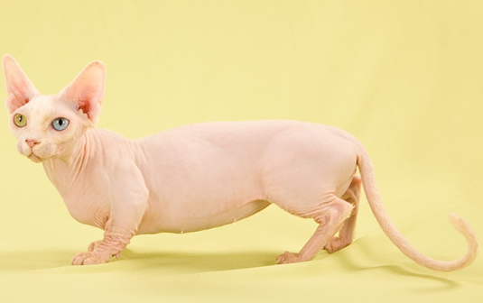 sphynx cat price