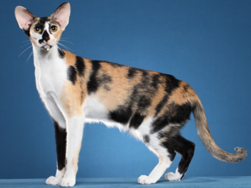 oriental shorthair