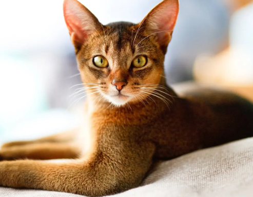 abyssinian cat