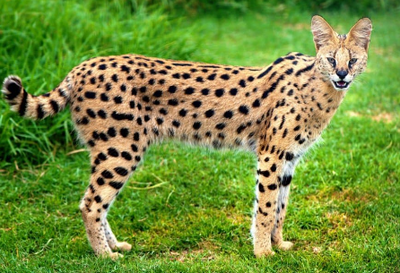 serval cat for sale