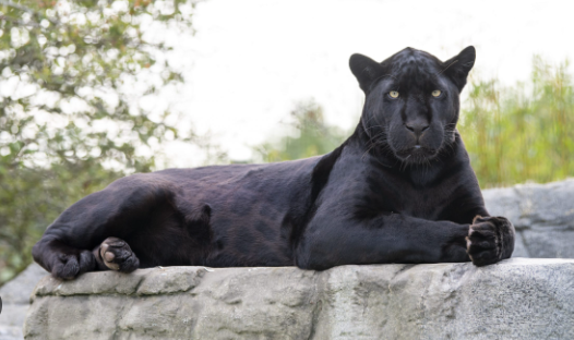 the big cat sanctuary