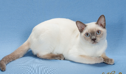 tonkinese cat