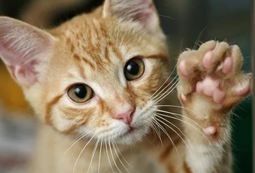 cat paws
