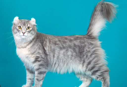 american curl