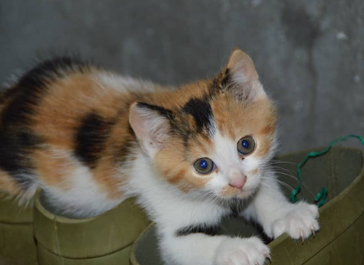 calico kittens