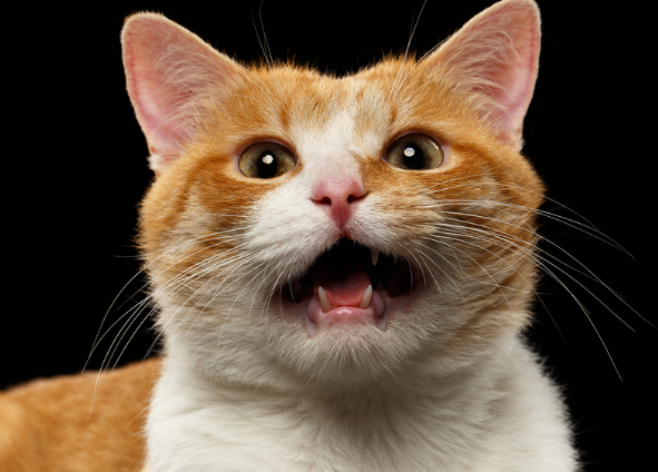 meow
