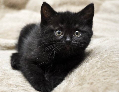black kitten