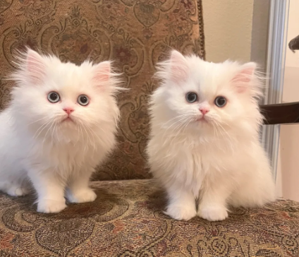 persian cat for sale 3000