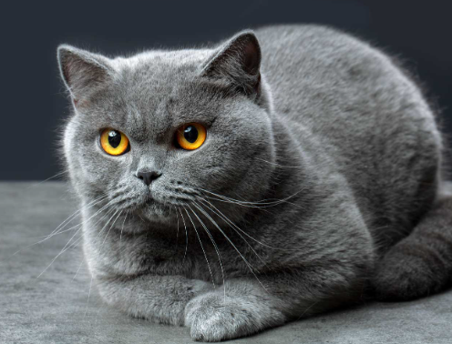 british cat