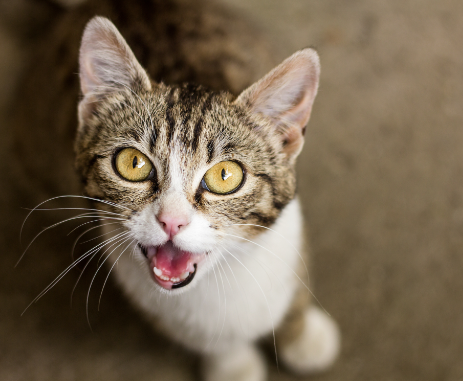 cats meow