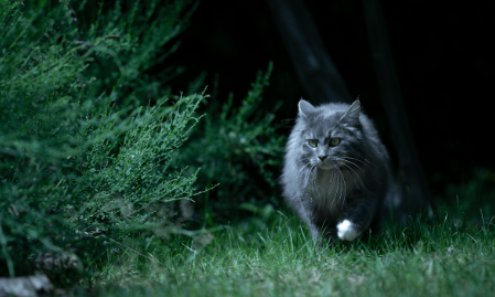night cat