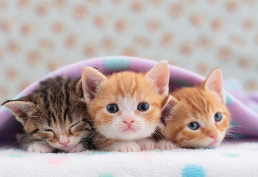 cute kittens