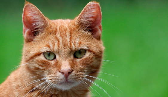 a cat