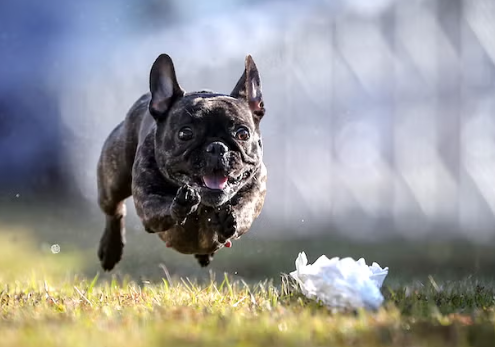fast cat