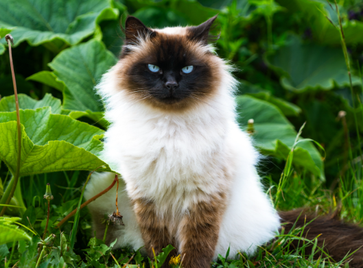 himalayan cat
