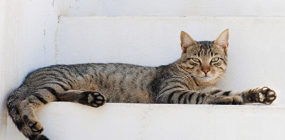 house cat