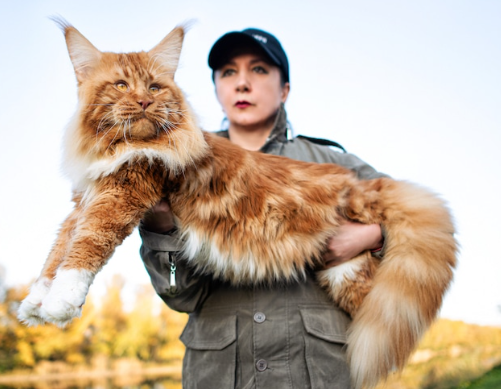 coon cat