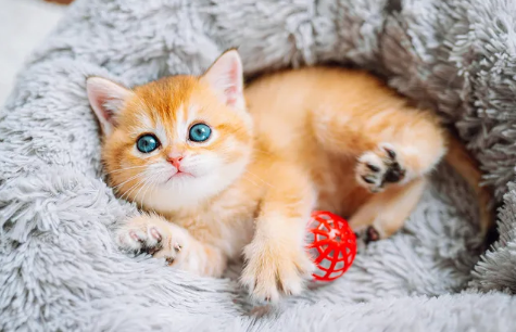 cute cat
