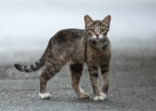 stray cat