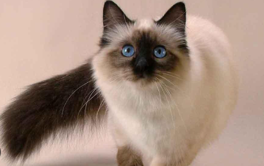balinese cat