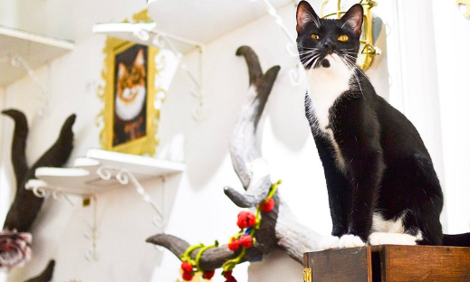 lady dinahʼs cat emporium