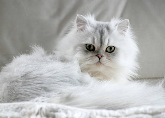 persian cat price