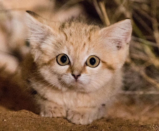 sand cat