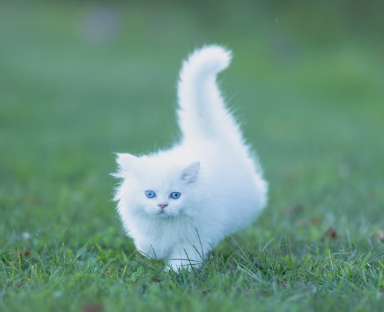 white cat