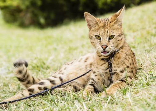 exotic cats