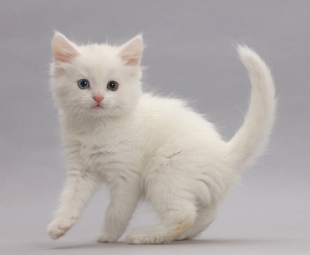 white kitten