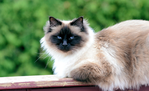 birman cat