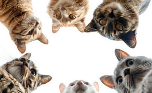 cat team