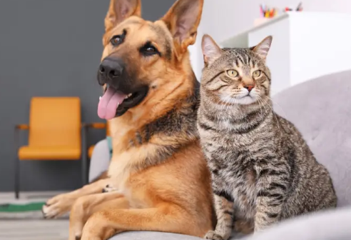 dogs and cats