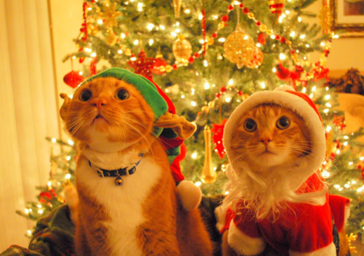 christmas cat