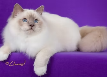 birman kittens for sale
