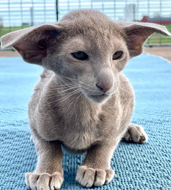 oriental shorthair kitten