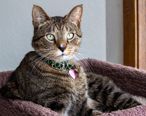 domestic short haired cat